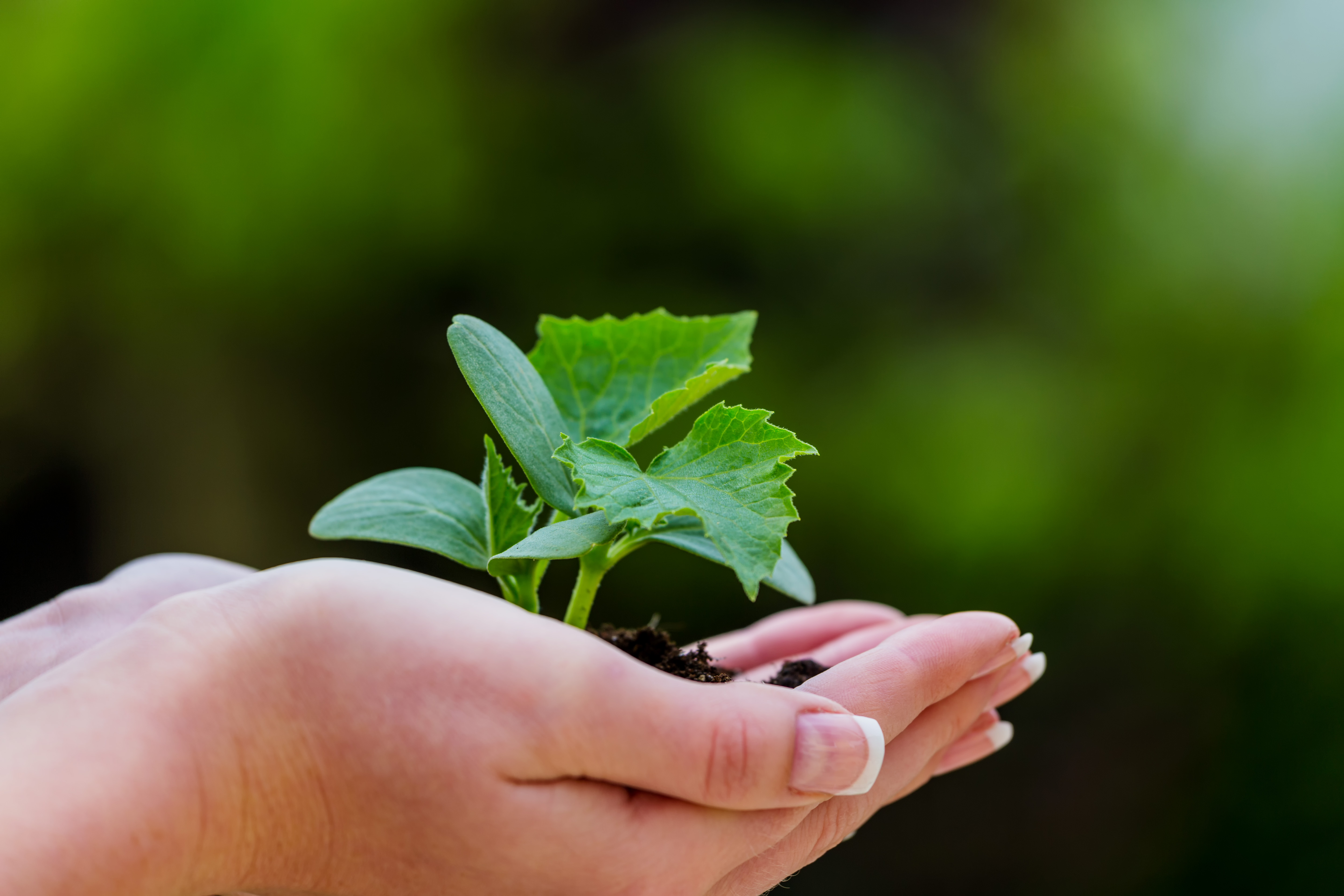 Eine Frau h?lt eine kleine Pflanze in der Hand. Symbolfotoo f?r Natur und Wachstum